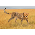Load image into Gallery viewer, Schleich Cheetah, female
