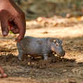 Load image into Gallery viewer, Schleich Hippopotamus
